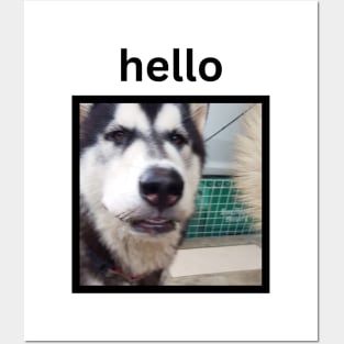 Funny Black Husky Face Hello Caption Posters and Art